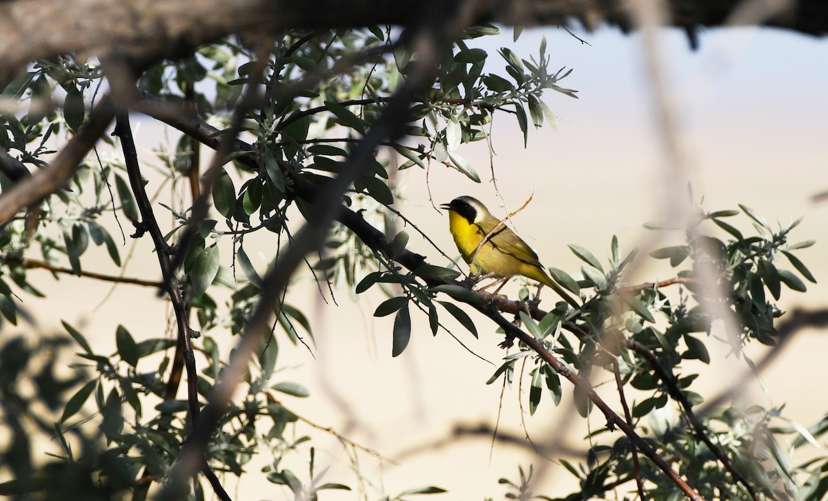 Common Yellowthroat - ML626794196