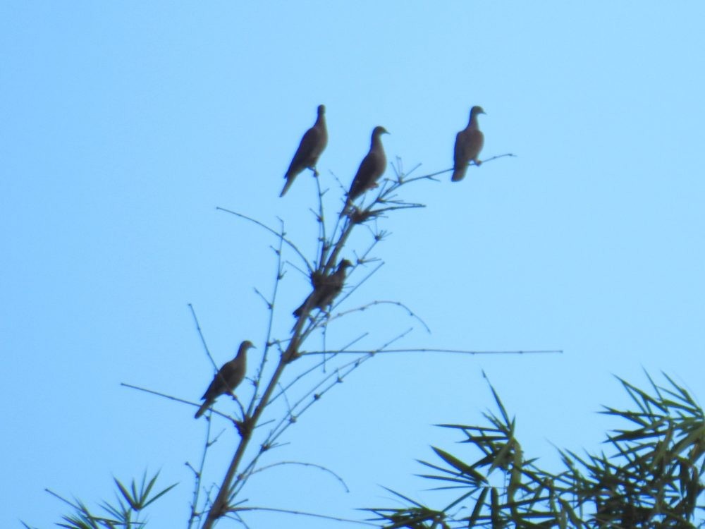 Pale-vented Pigeon - ML626794197