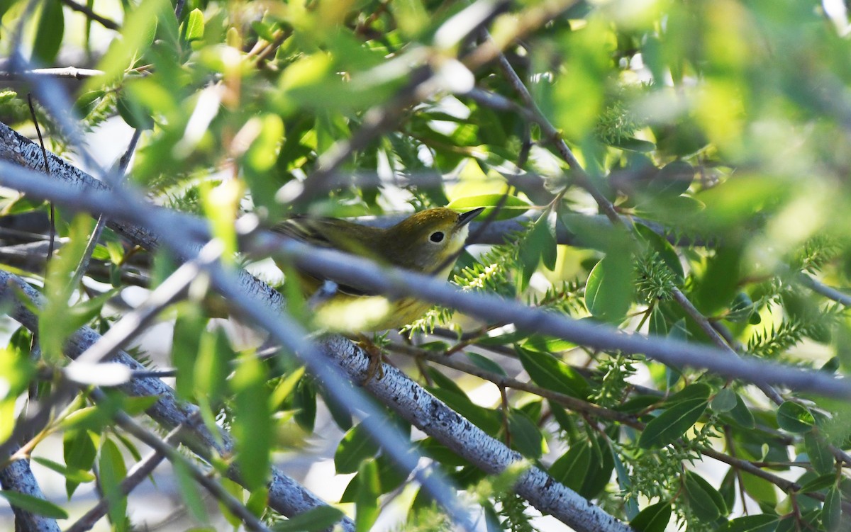 Yellow Warbler (Northern) - ML626794198