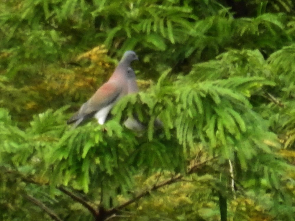 Pale-vented Pigeon - ML626794201