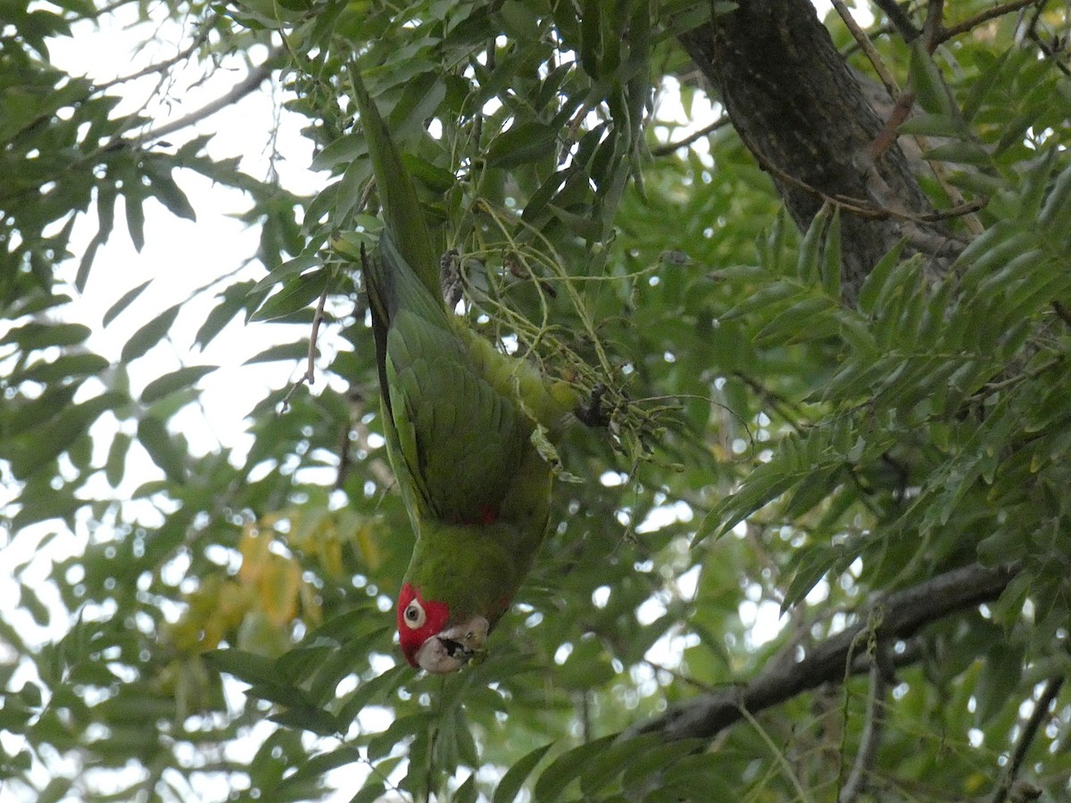 Red-masked Parakeet - ML626794202