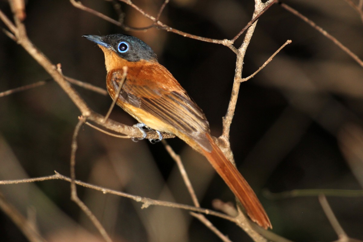 Malagasy Paradise-Flycatcher - ML626794203