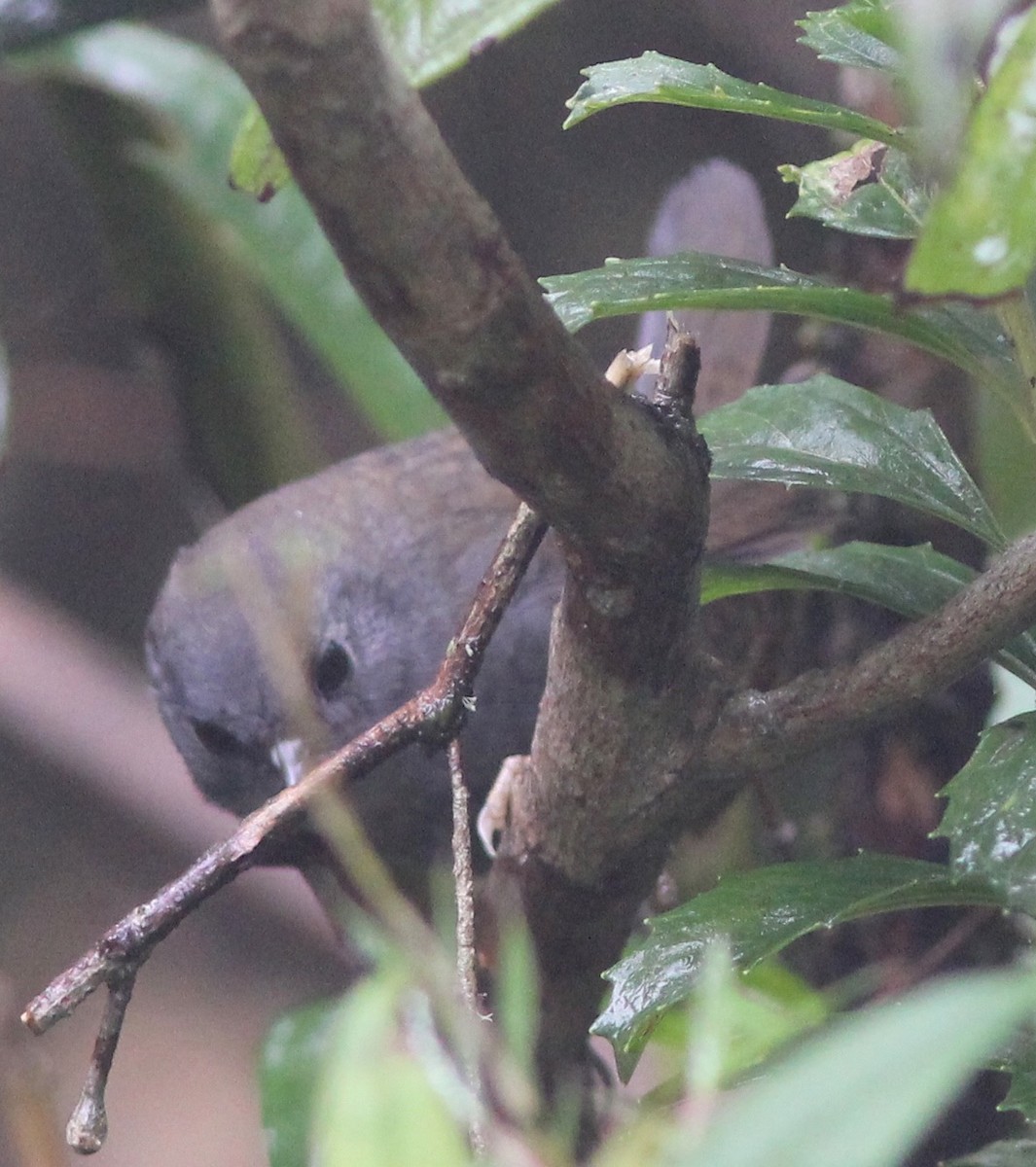 Mouse-colored Tapaculo - ML62679421