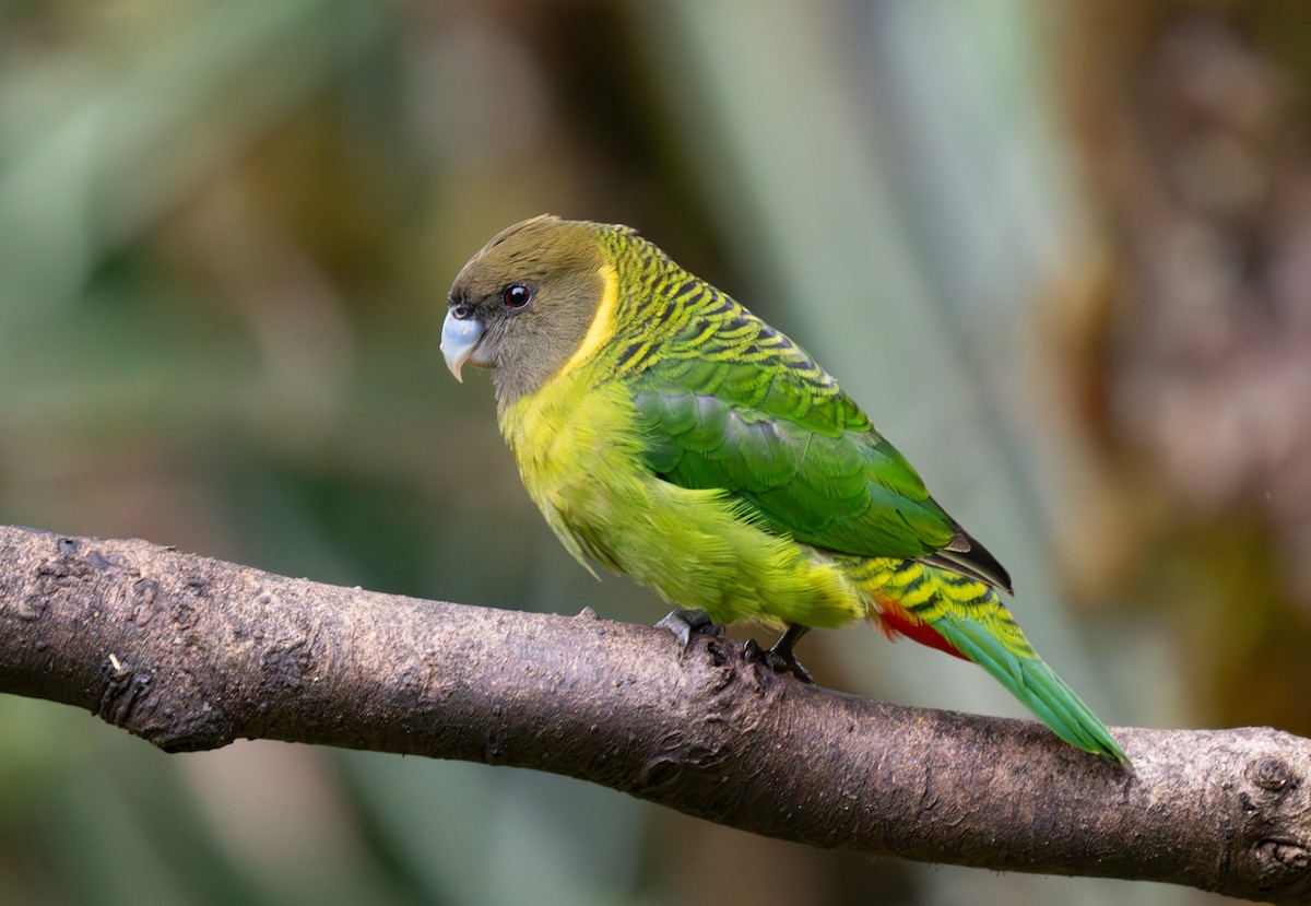 Brehm's Tiger-Parrot - ML626794210