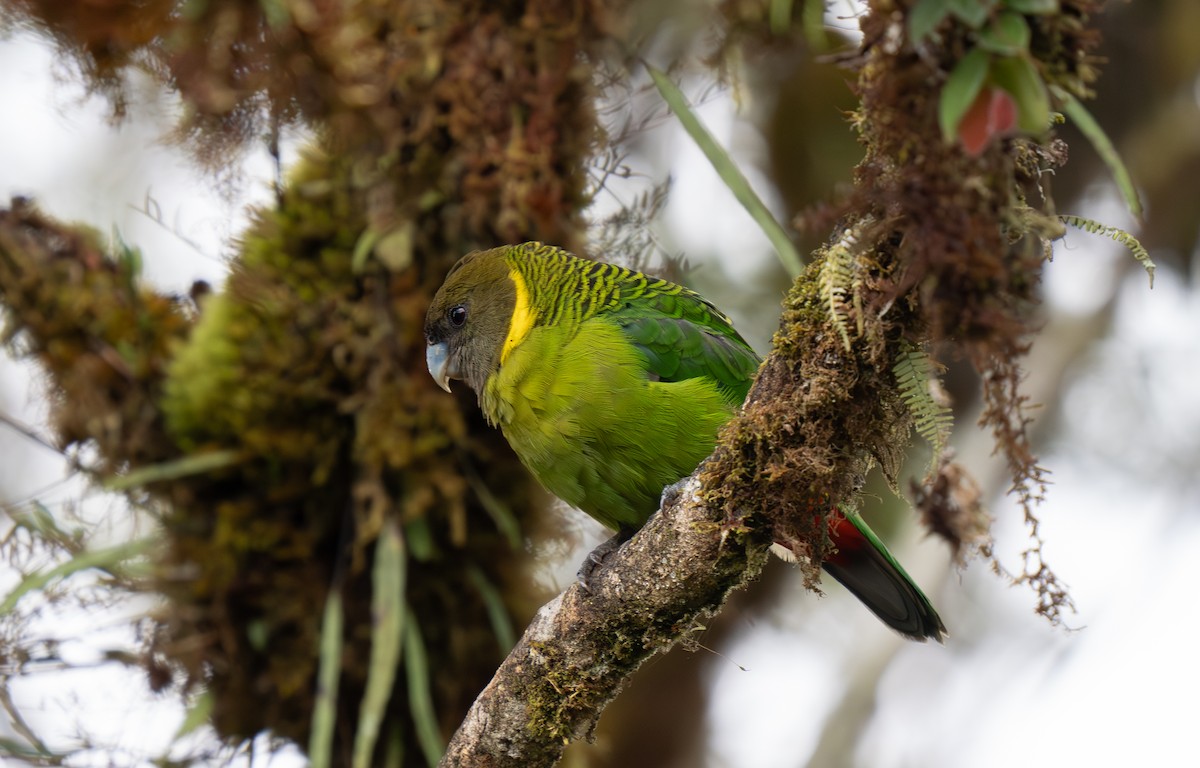 Brehm's Tiger-Parrot - ML626794211