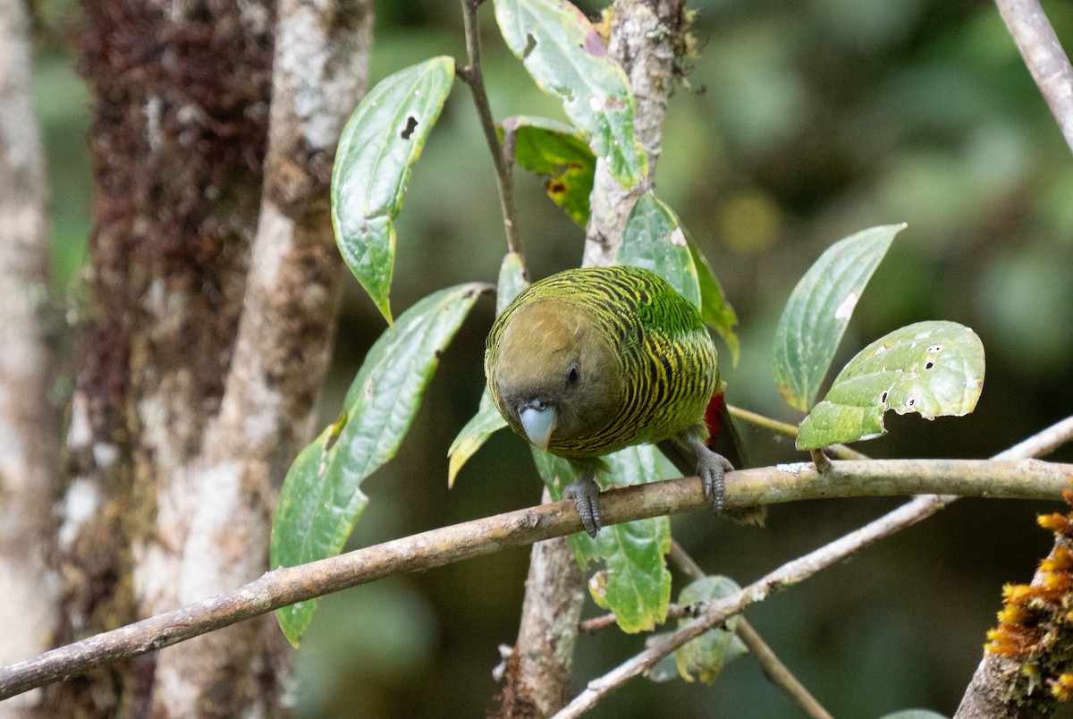 Brehm's Tiger-Parrot - ML626794212