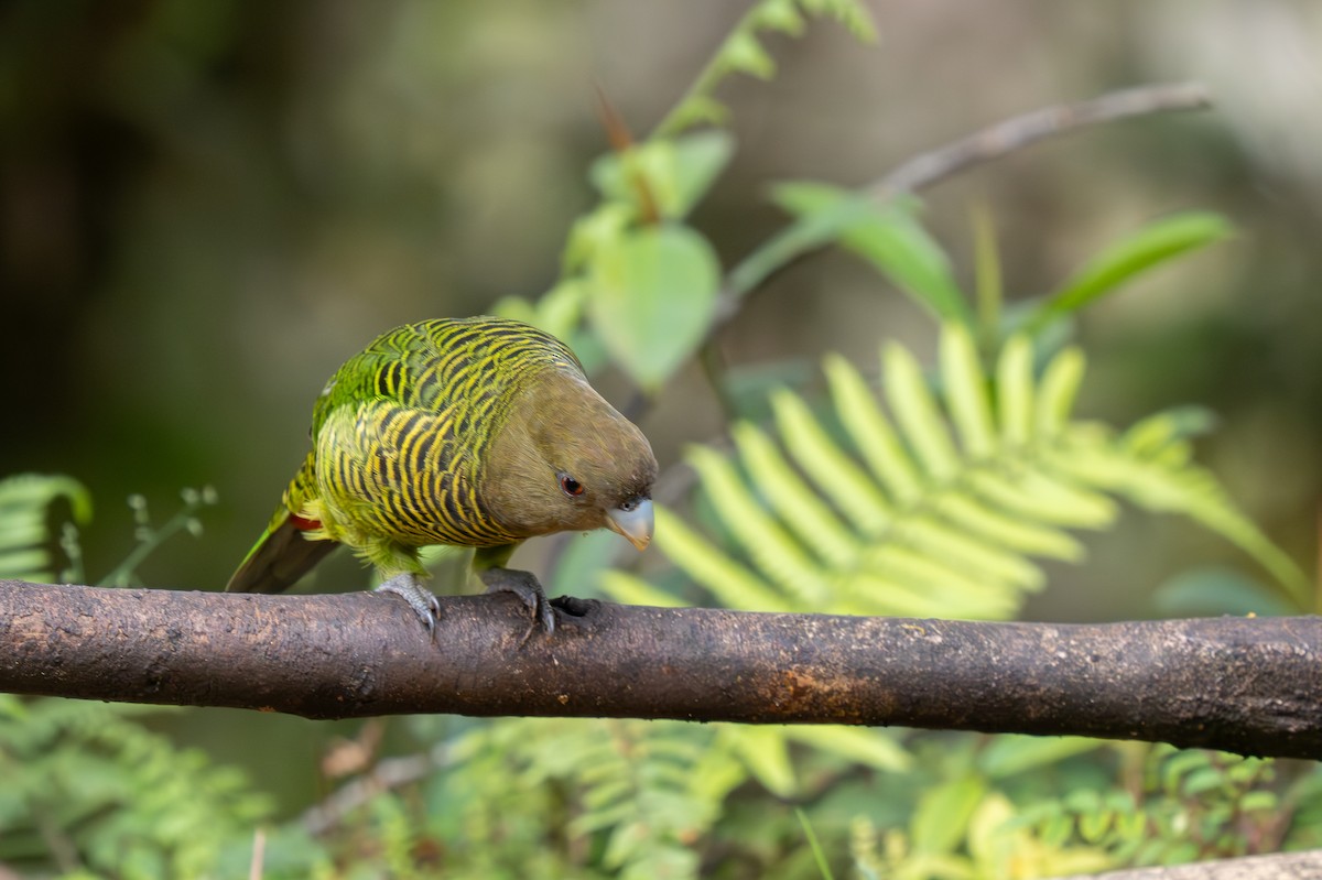 Brehm's Tiger-Parrot - ML626794213