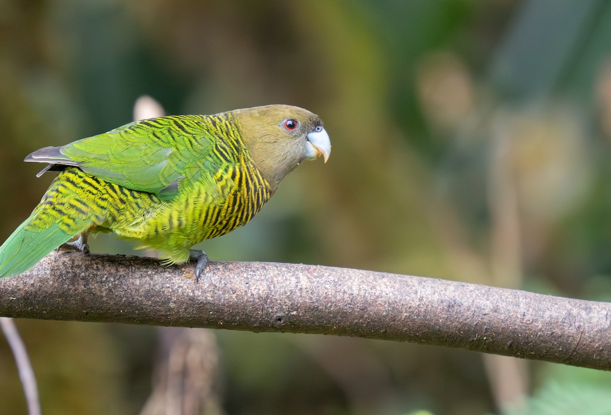 Brehm's Tiger-Parrot - ML626794214