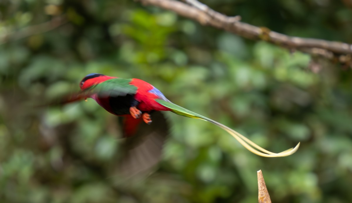 Stella's Lorikeet - ML626794265