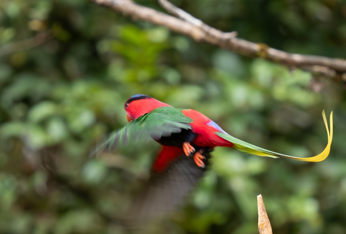 Stella's Lorikeet - ML626794266