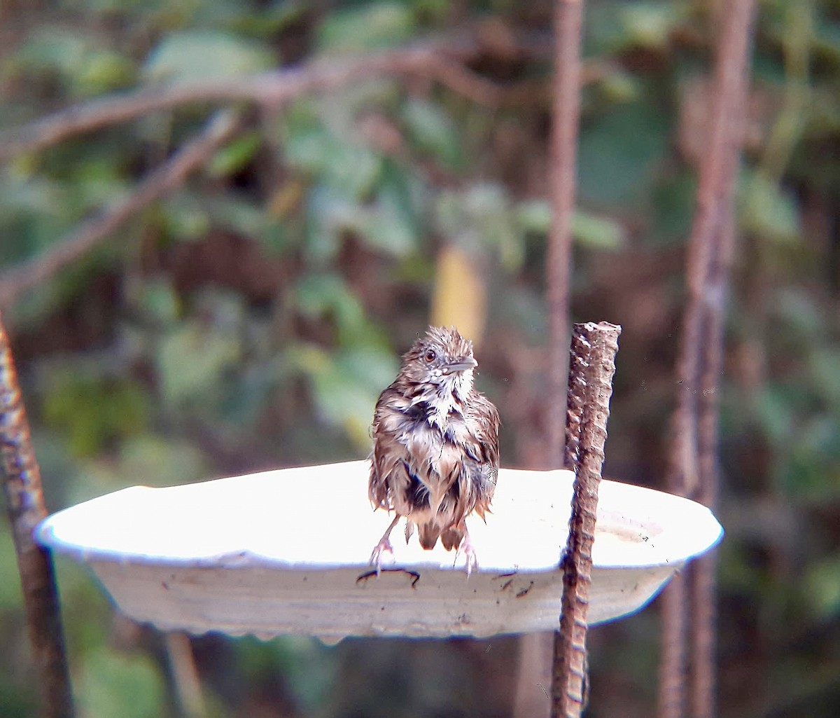 Abbott's Babbler - ML626794268