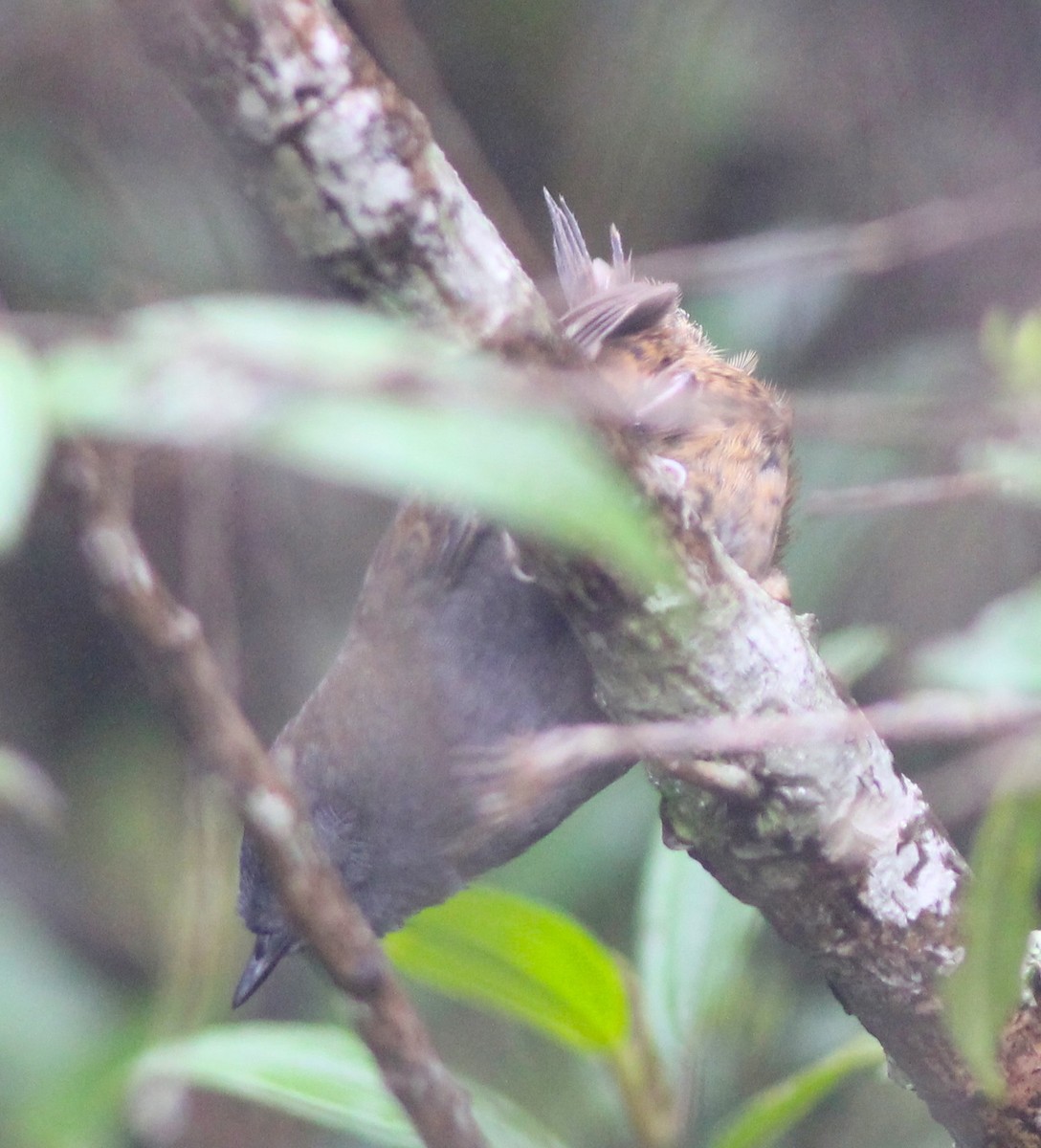 Mouse-colored Tapaculo - ML62679431