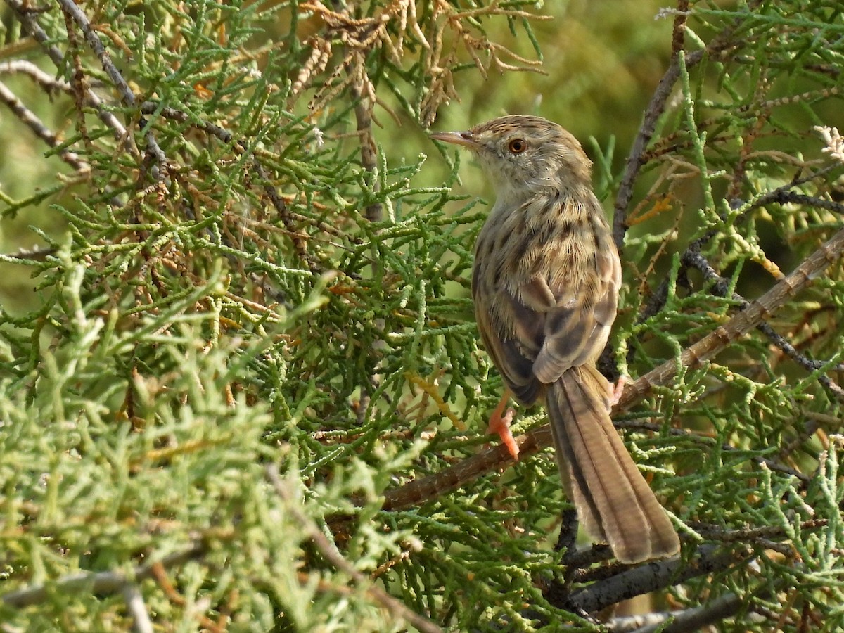 Delicate Prinia - ML626794335