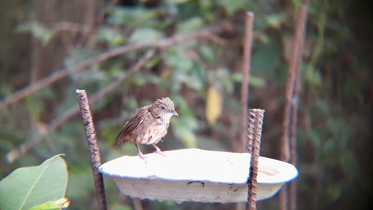 Abbott's Babbler - ML626794338
