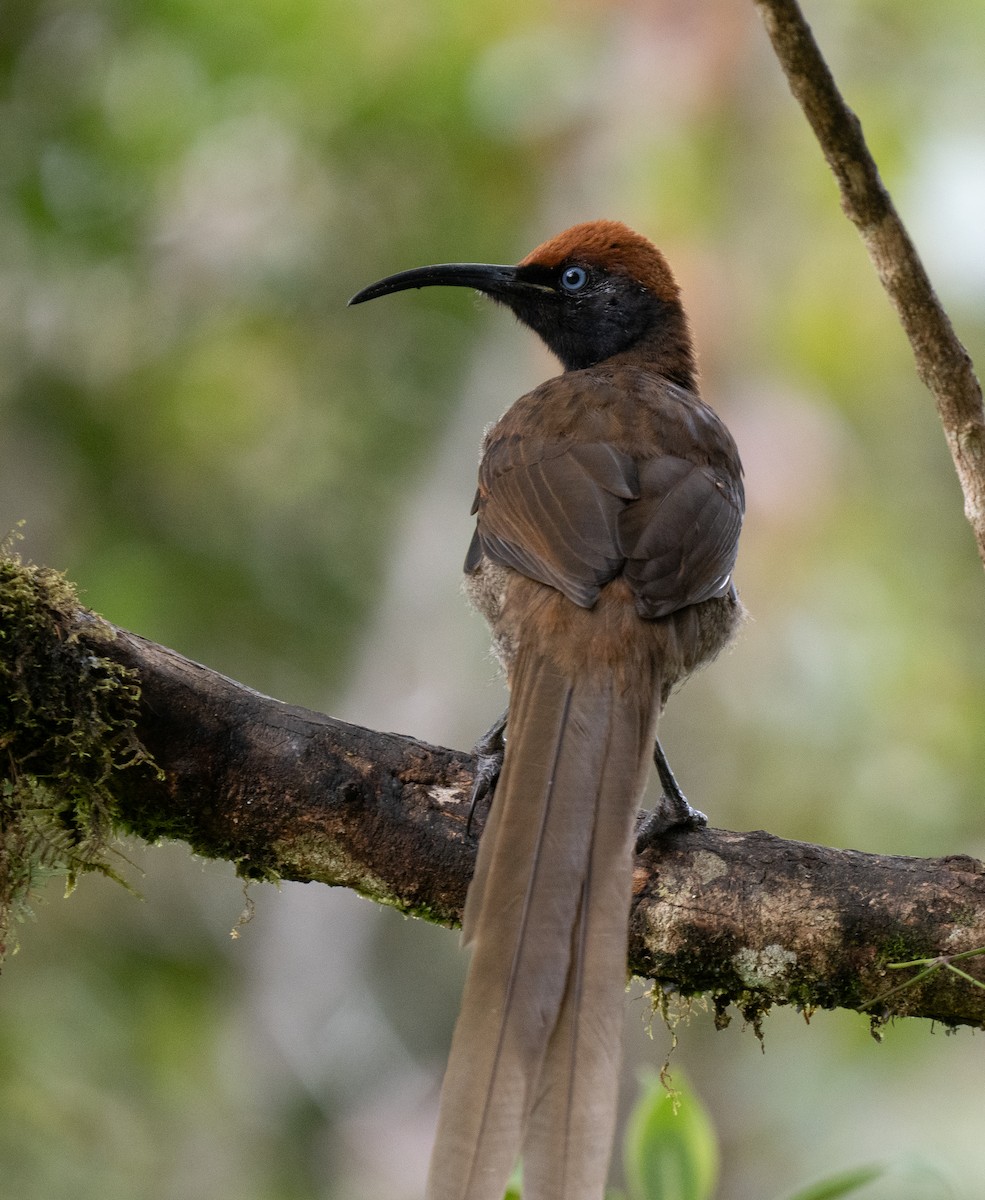 Brown Sicklebill - ML626794363