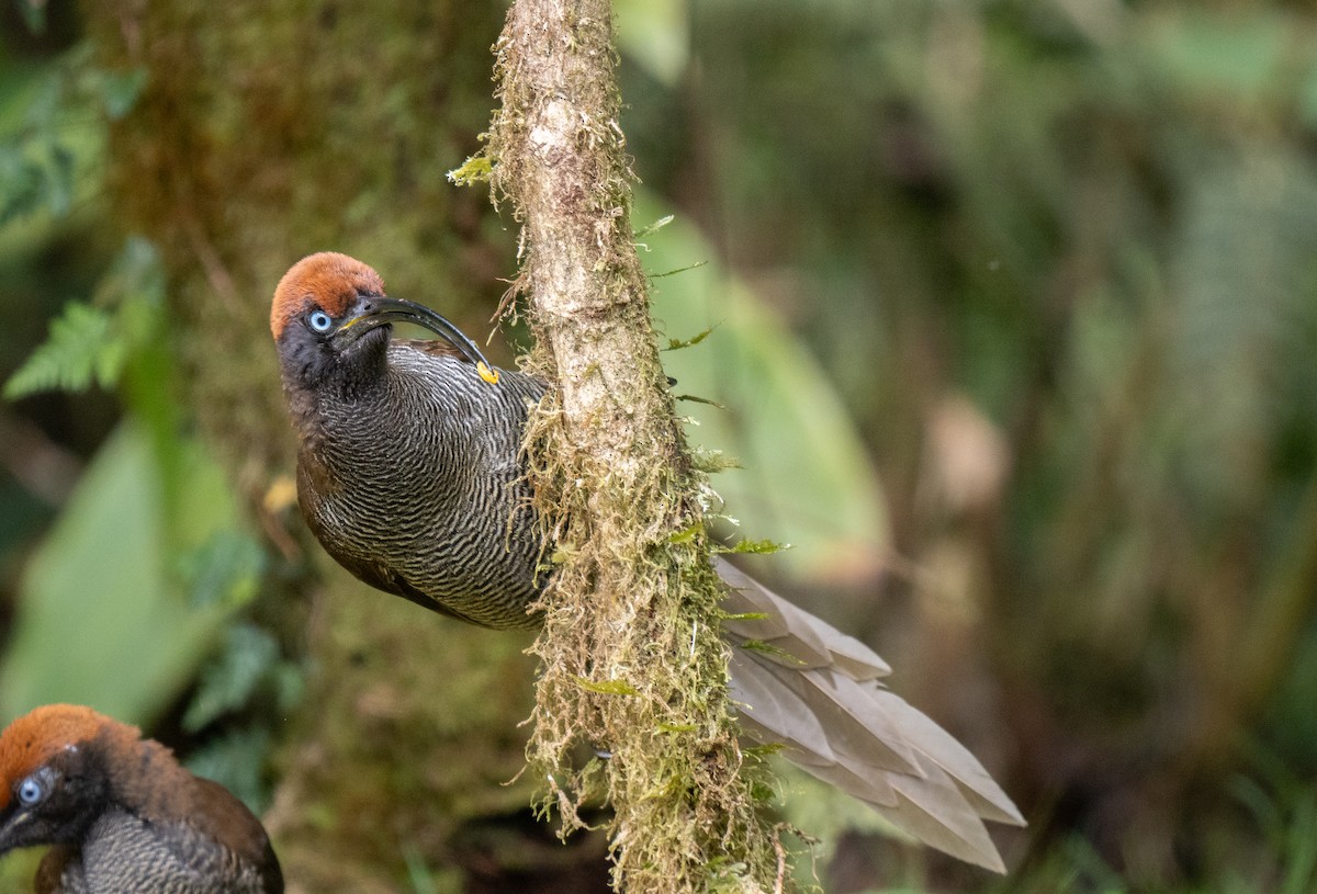 Brown Sicklebill - ML626794364