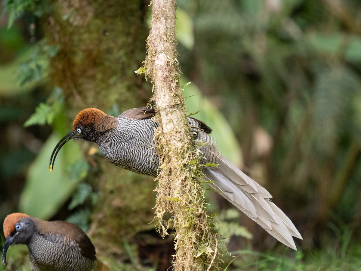 Brown Sicklebill - ML626794365