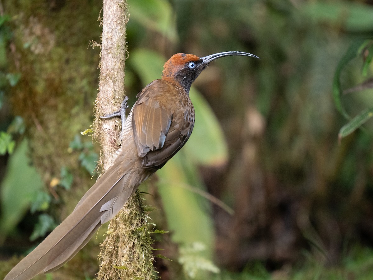 Brown Sicklebill - ML626794366