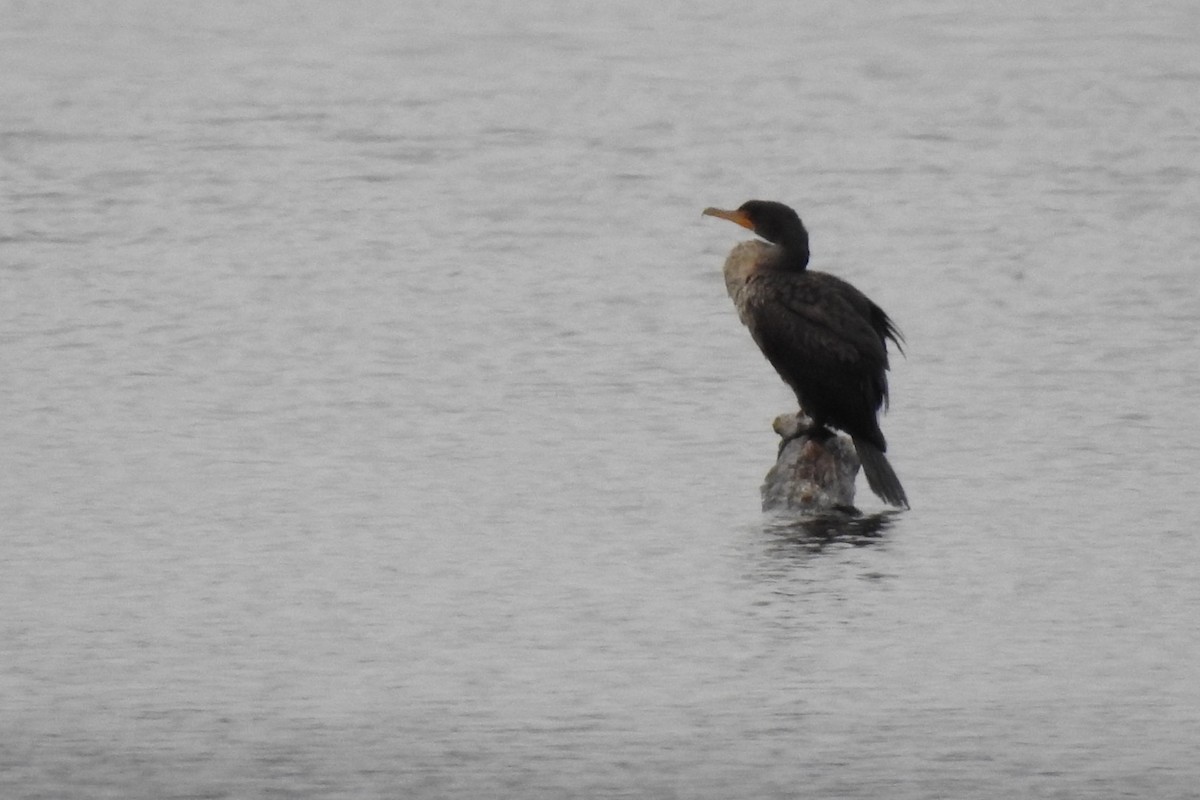 Double-crested Cormorant - ML626794421