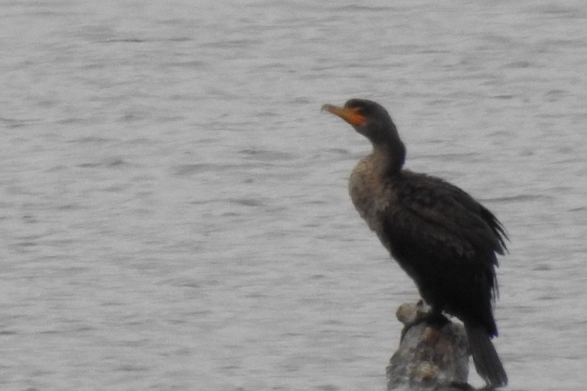 Double-crested Cormorant - ML626794422