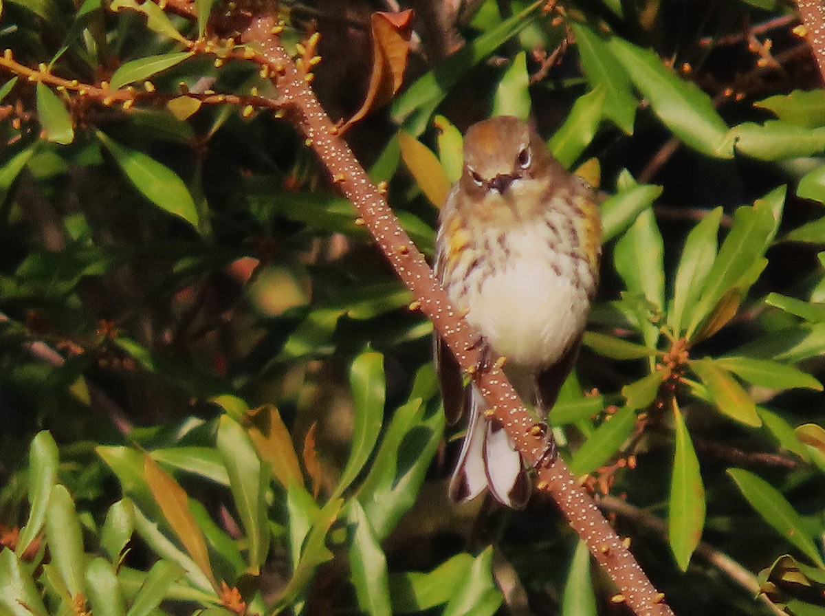 Yellow-rumped Warbler - ML626794453