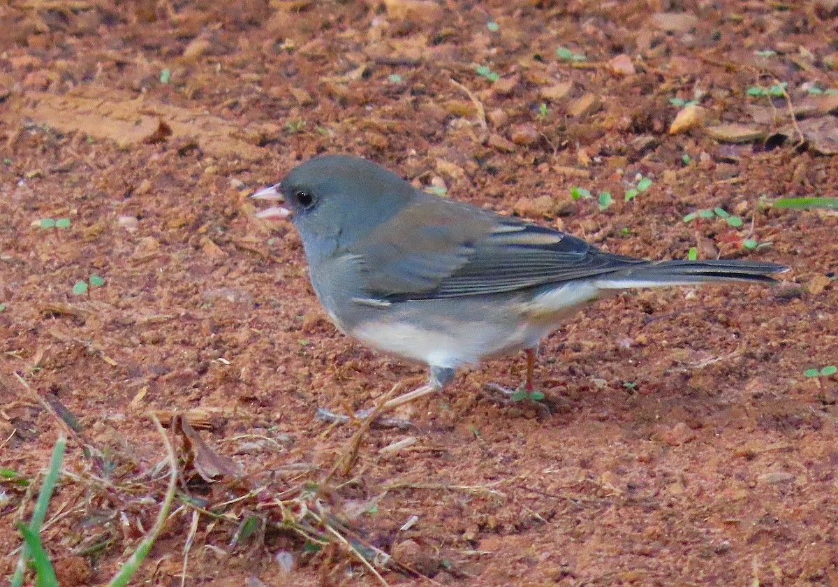 Dark-eyed Junco - ML626794462