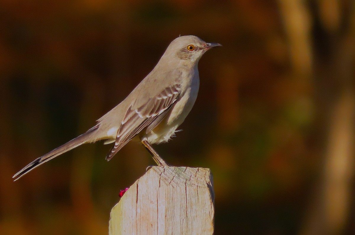 Northern Mockingbird - ML626794486