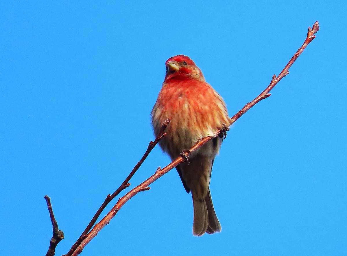 House Finch - ML626794503