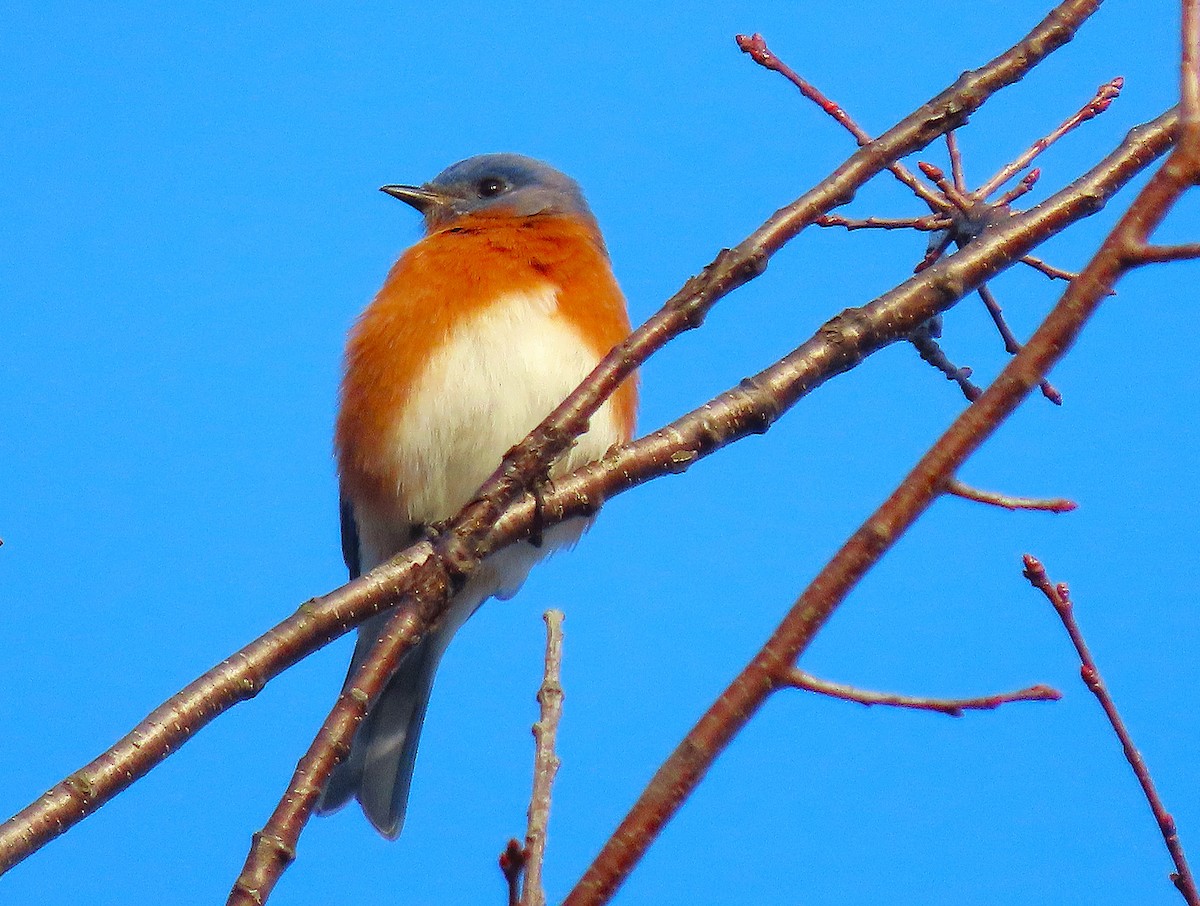 Eastern Bluebird - ML626794530