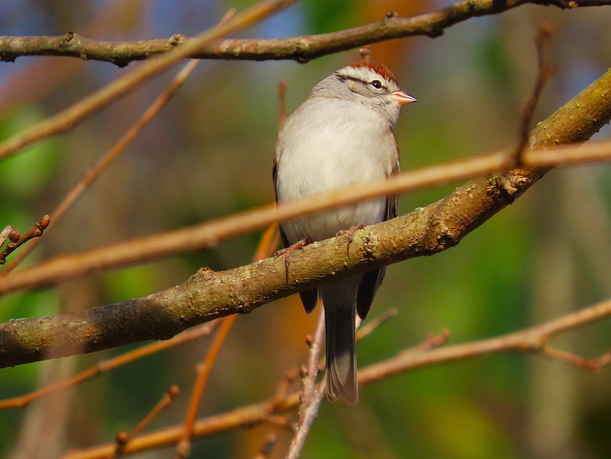 Chipping Sparrow - ML626794547