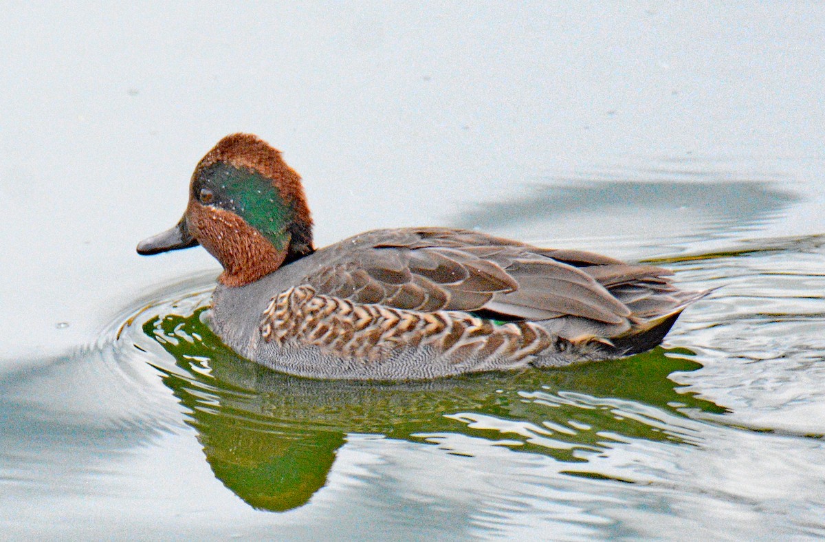 Green-winged Teal (American) - ML626794611