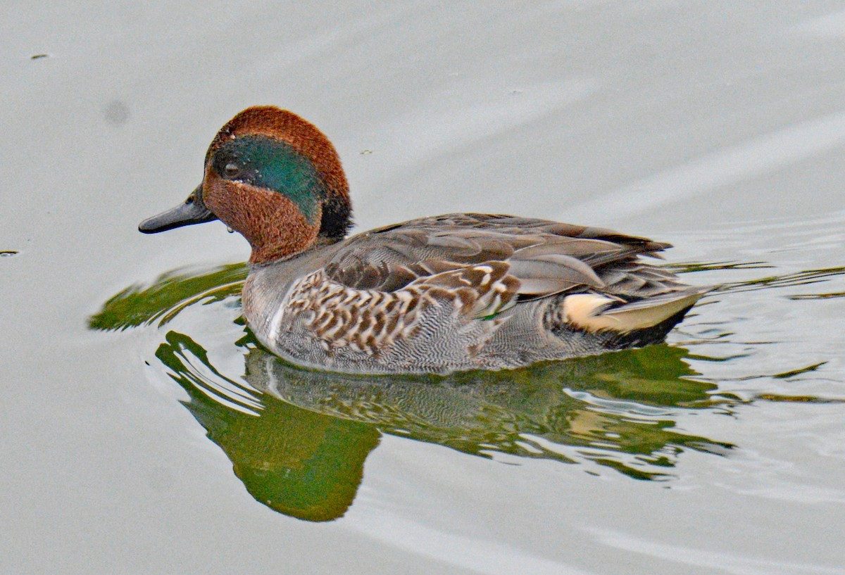 Green-winged Teal (American) - ML626794612