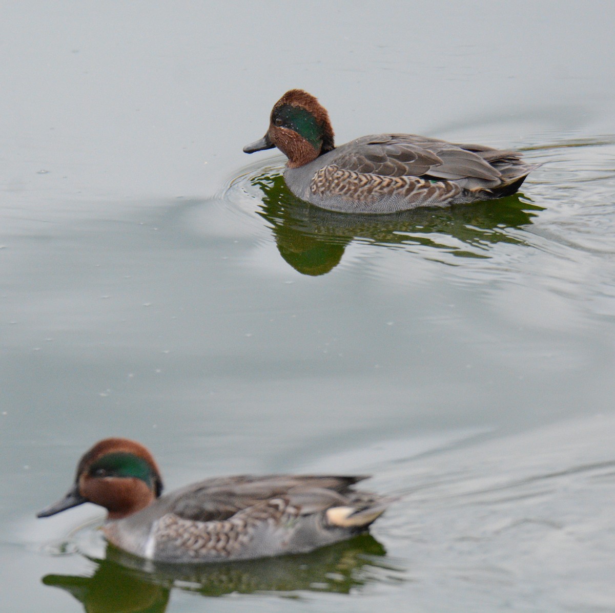 Green-winged Teal (American) - ML626794614