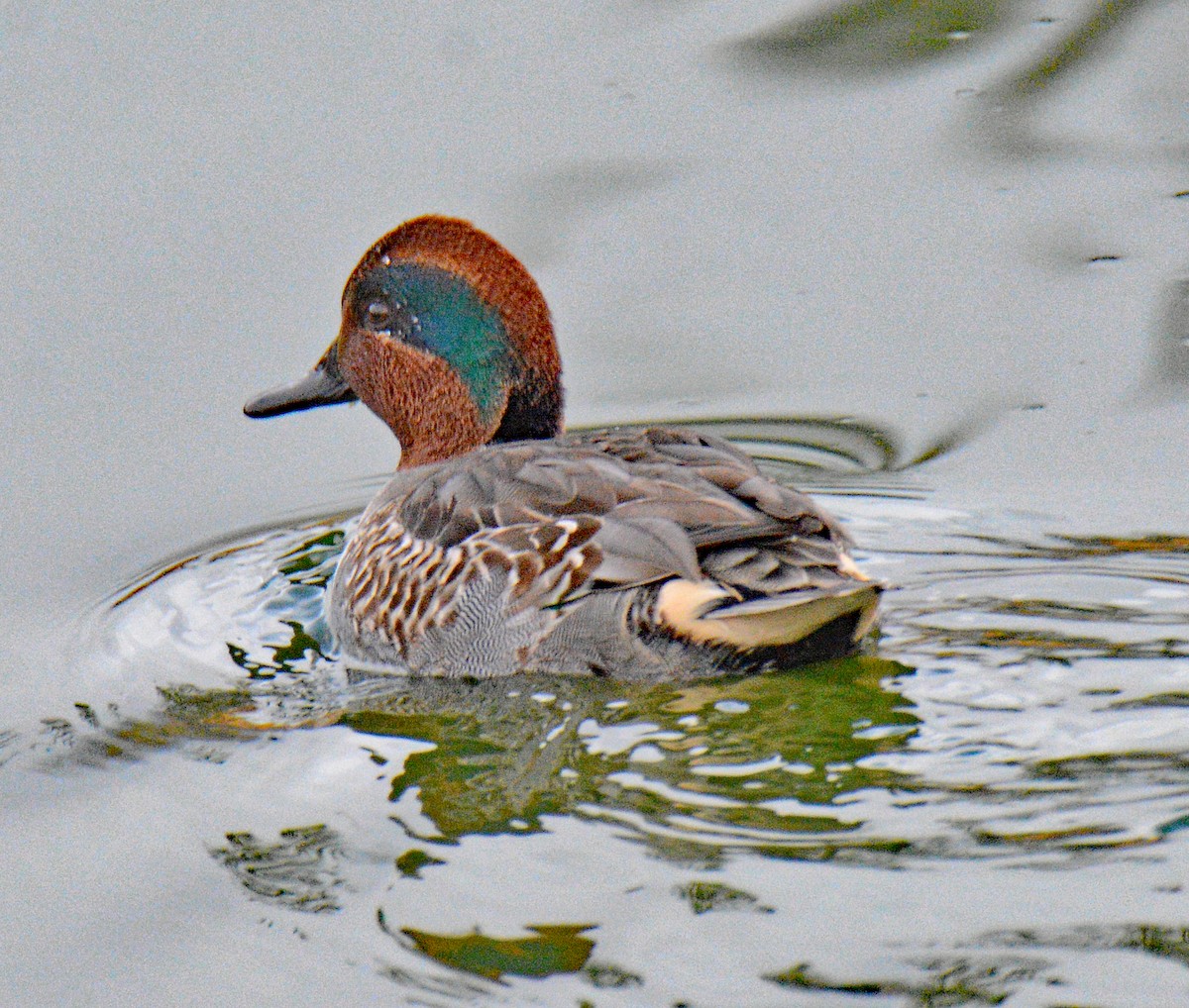 Green-winged Teal (American) - ML626794615