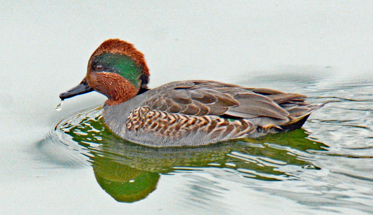 Green-winged Teal (American) - ML626794618