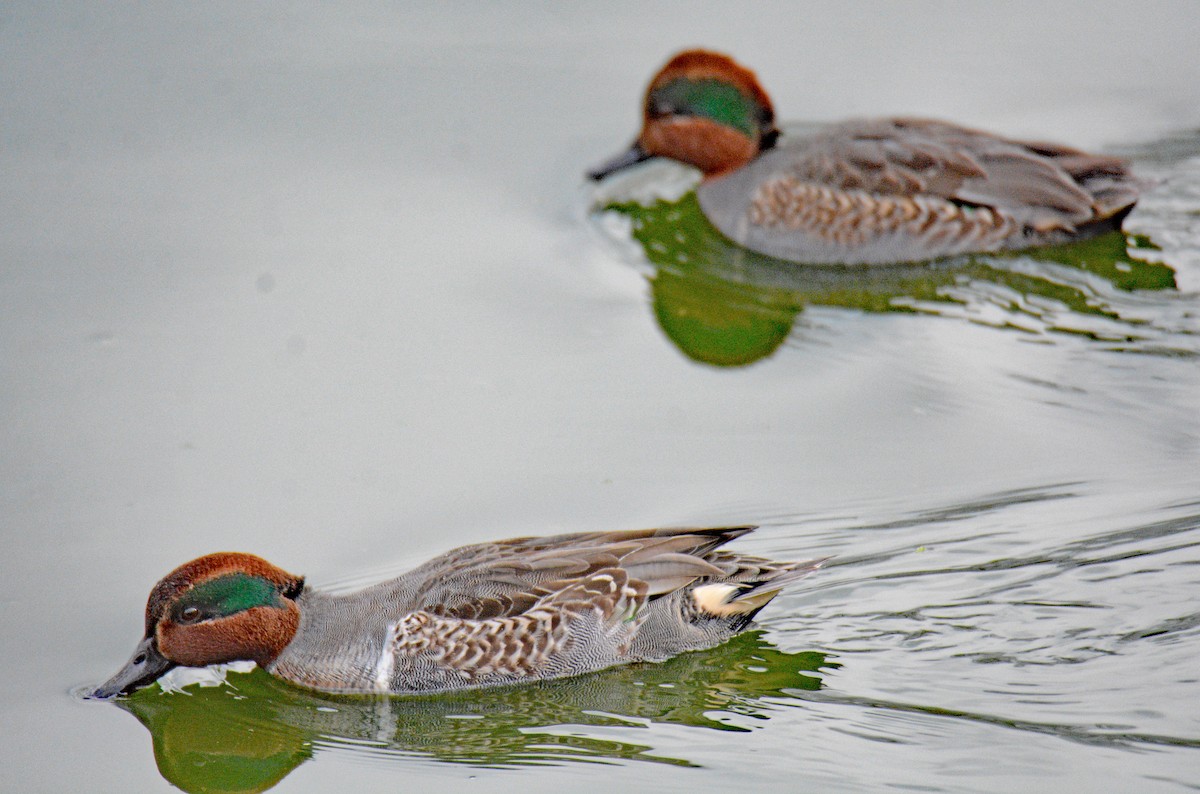 Green-winged Teal (American) - ML626794630