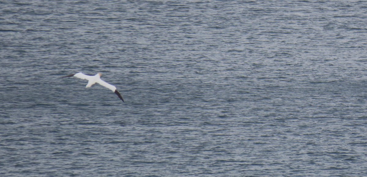 Northern Gannet - ML626794669