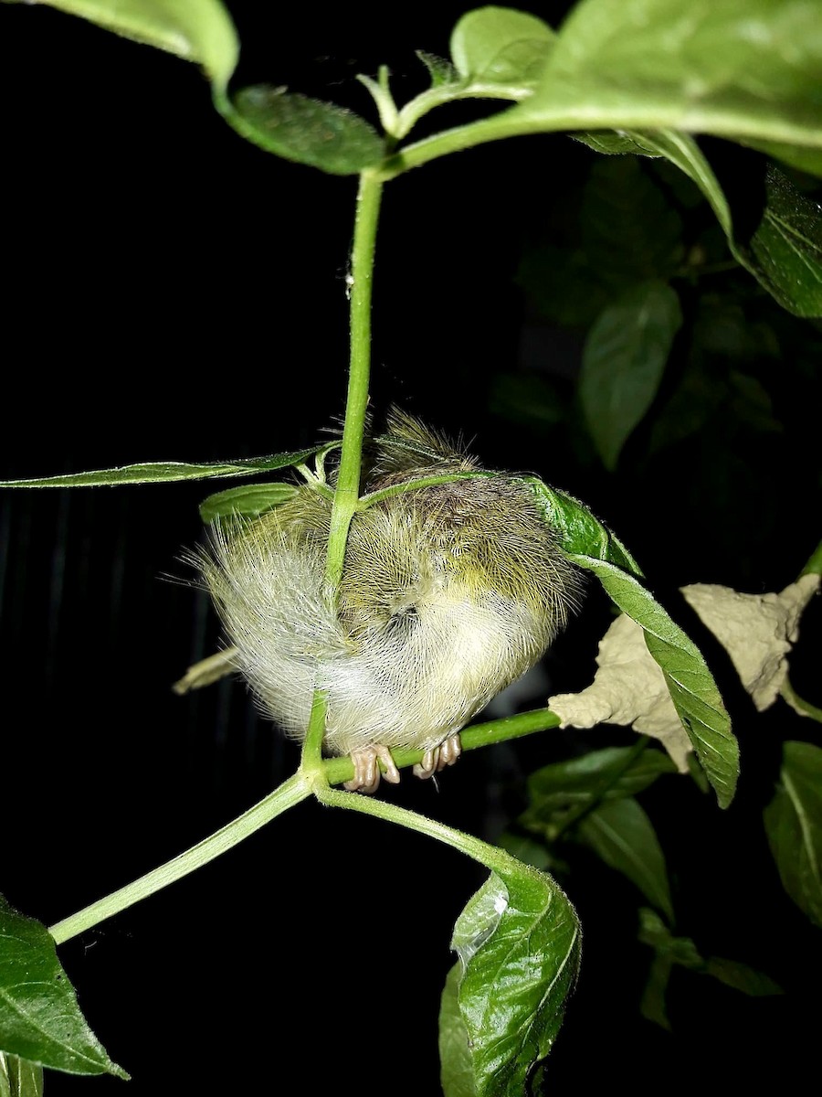 Common Tailorbird - ML626794761