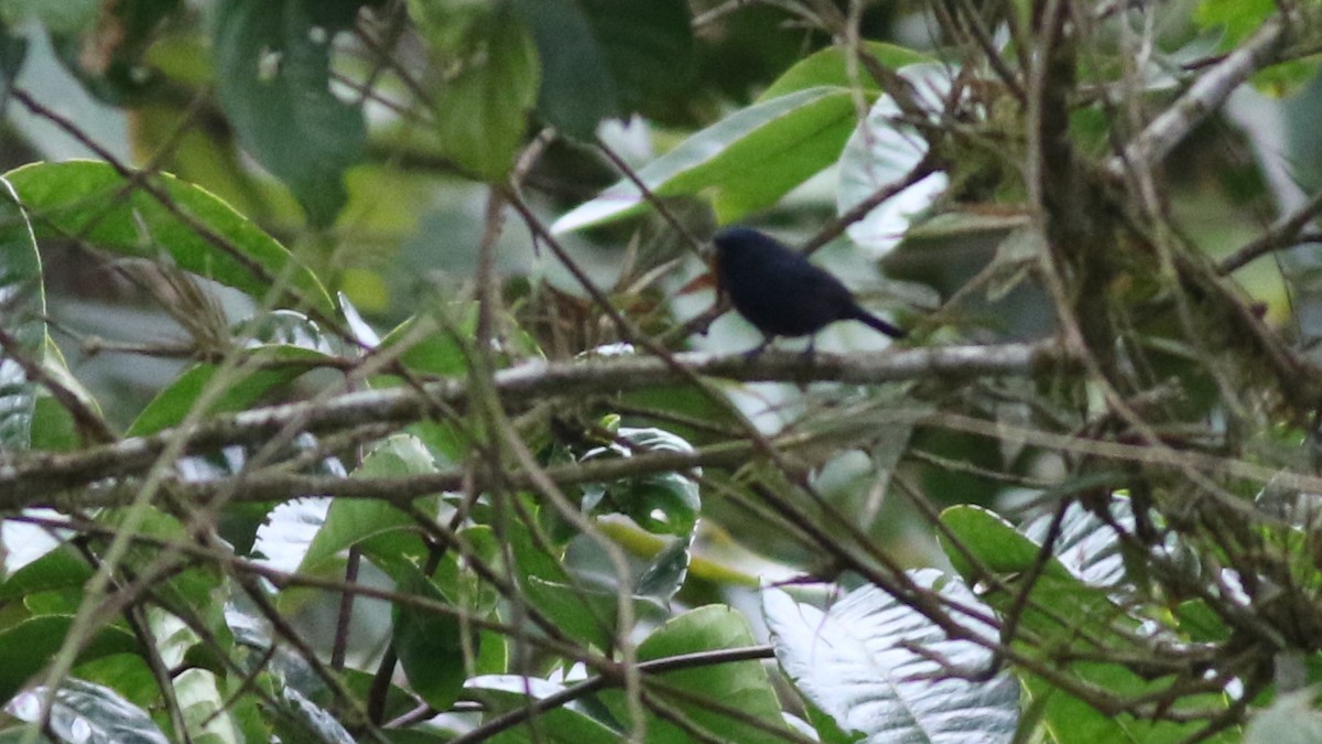 Ecuadorian Seedeater - ML626795006