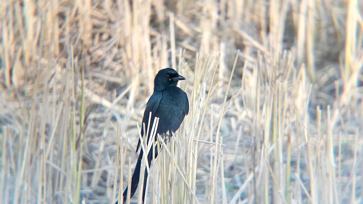 Black Drongo - ML626795076