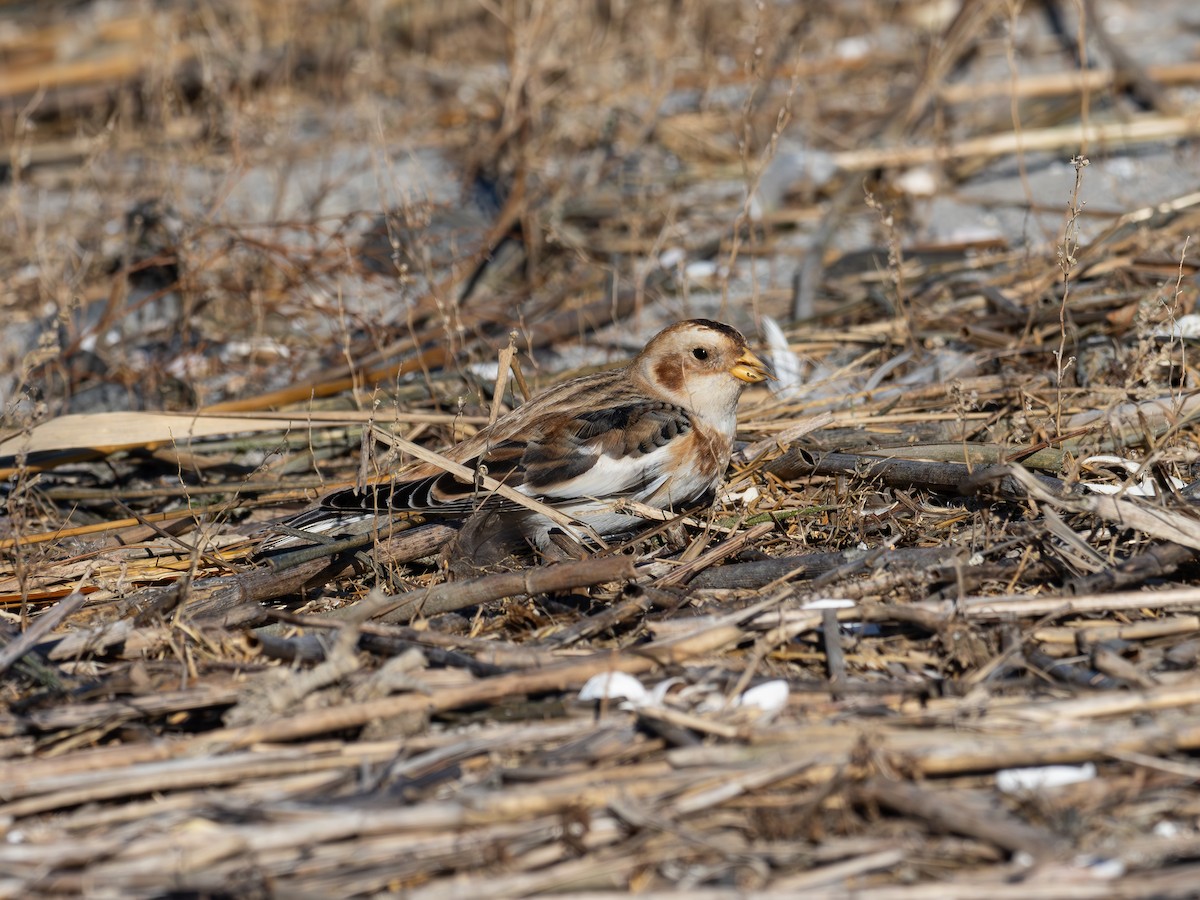 Snow Bunting - ML626795077