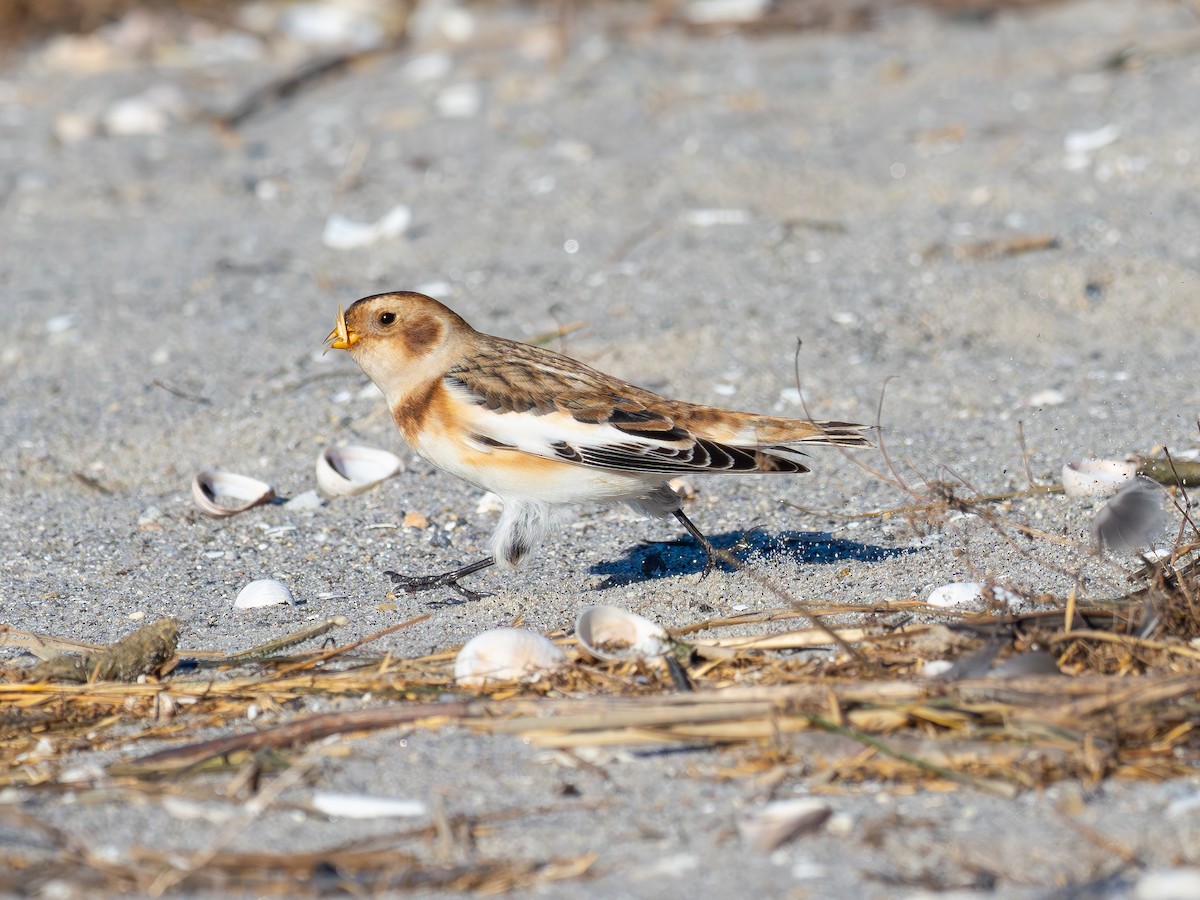 Snow Bunting - ML626795078