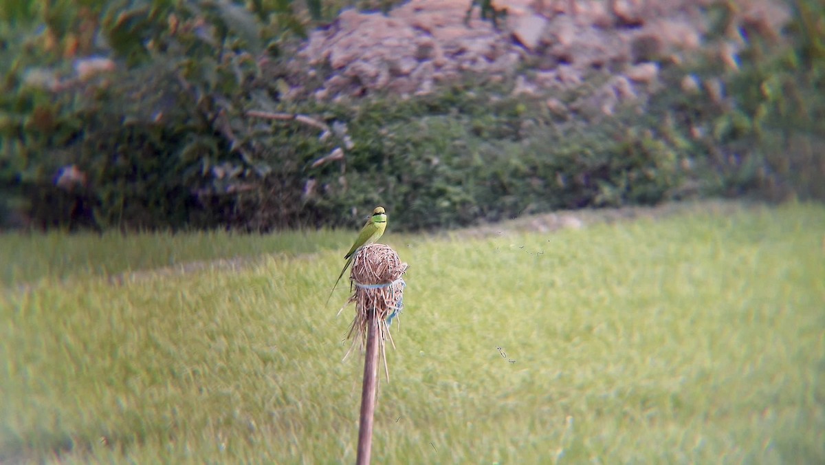 Asian Green Bee-eater - ML626795313