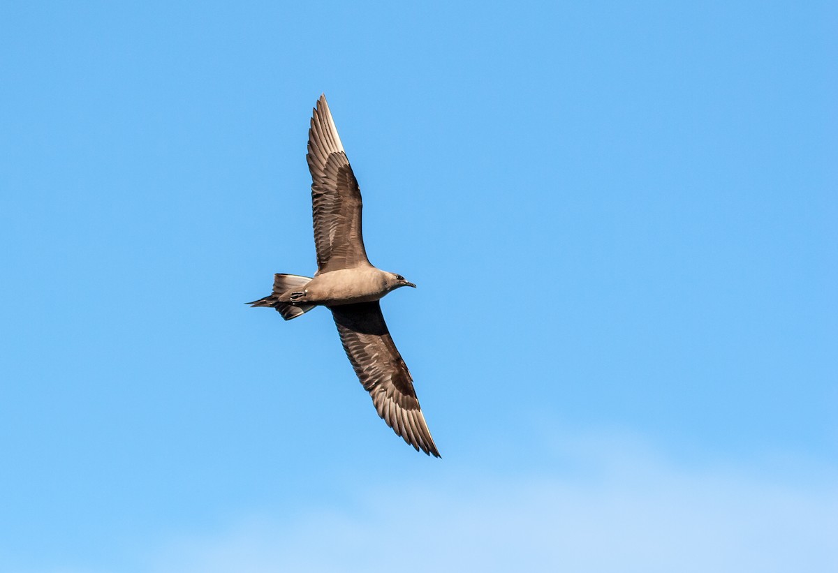 Parasitic Jaeger - ML626795348