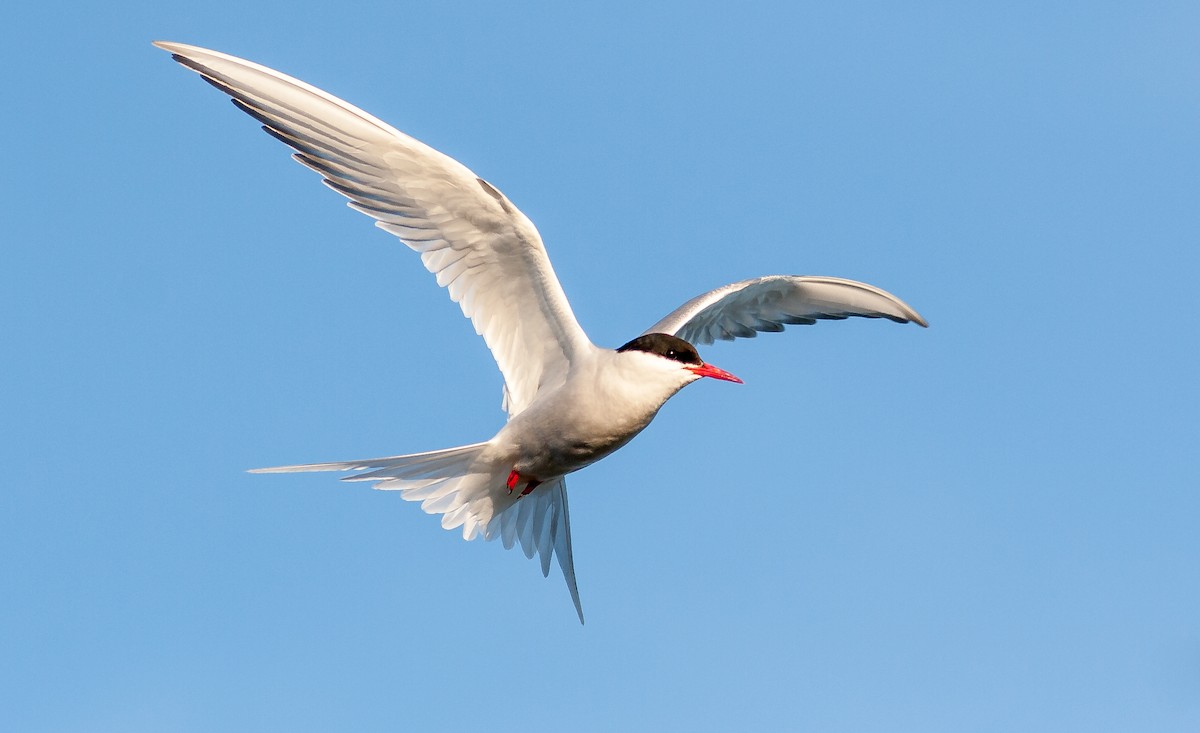 Arctic Tern - ML626795425