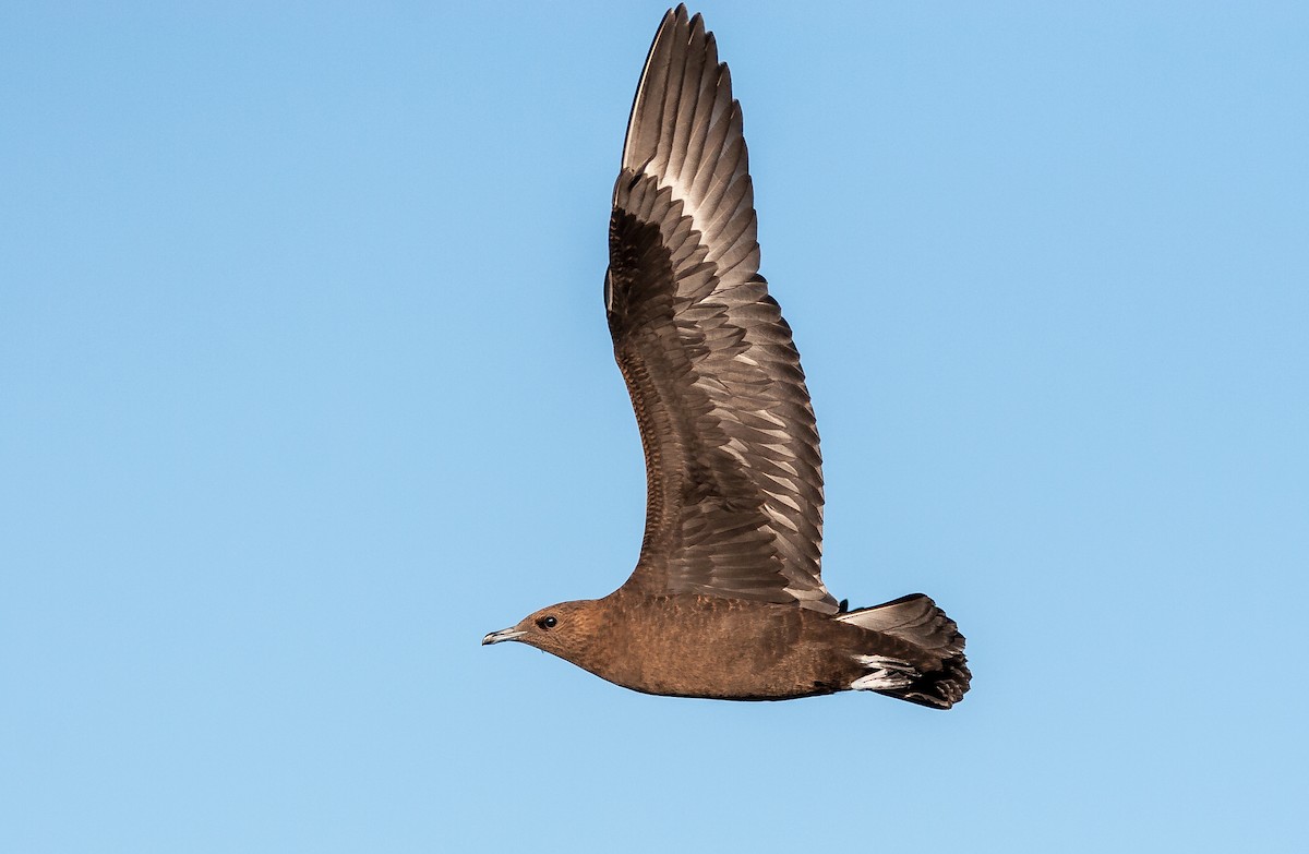 Parasitic Jaeger - ML626795471