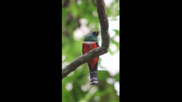 Collared Trogon - ML626795533