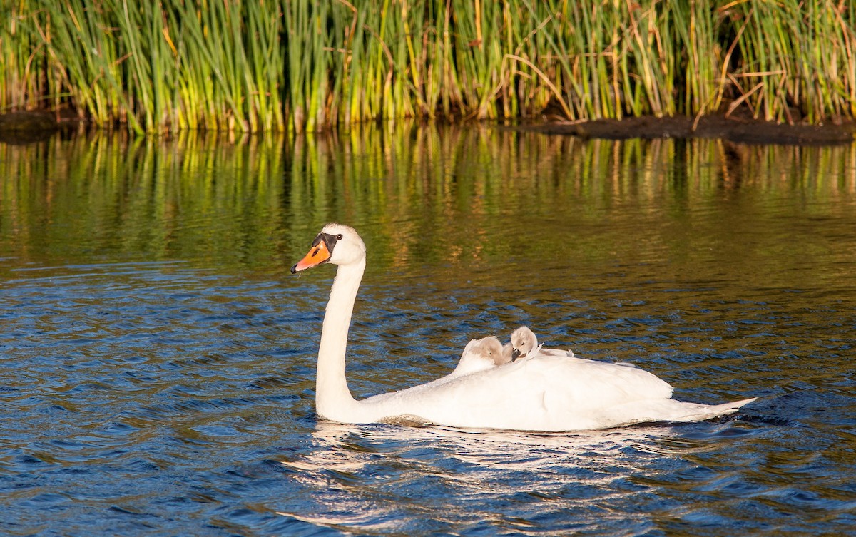Mute Swan - ML626795547