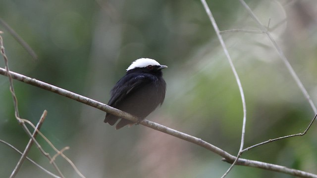 White-crowned Manakin - ML626795561