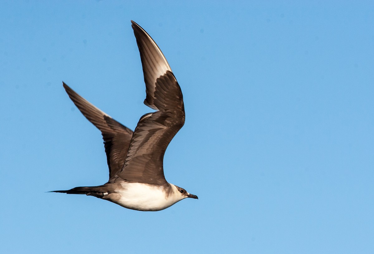 Parasitic Jaeger - ML626795563